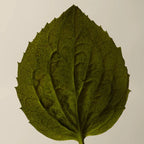 Close-up of a green leaf on a beige background aesop