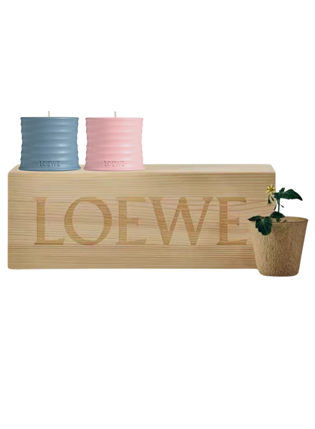 Loewe-ს სუროსა და კვიპაროსის ბურთულები სანთელი/ხის ყუთი/მინი ქოთანი თესლით