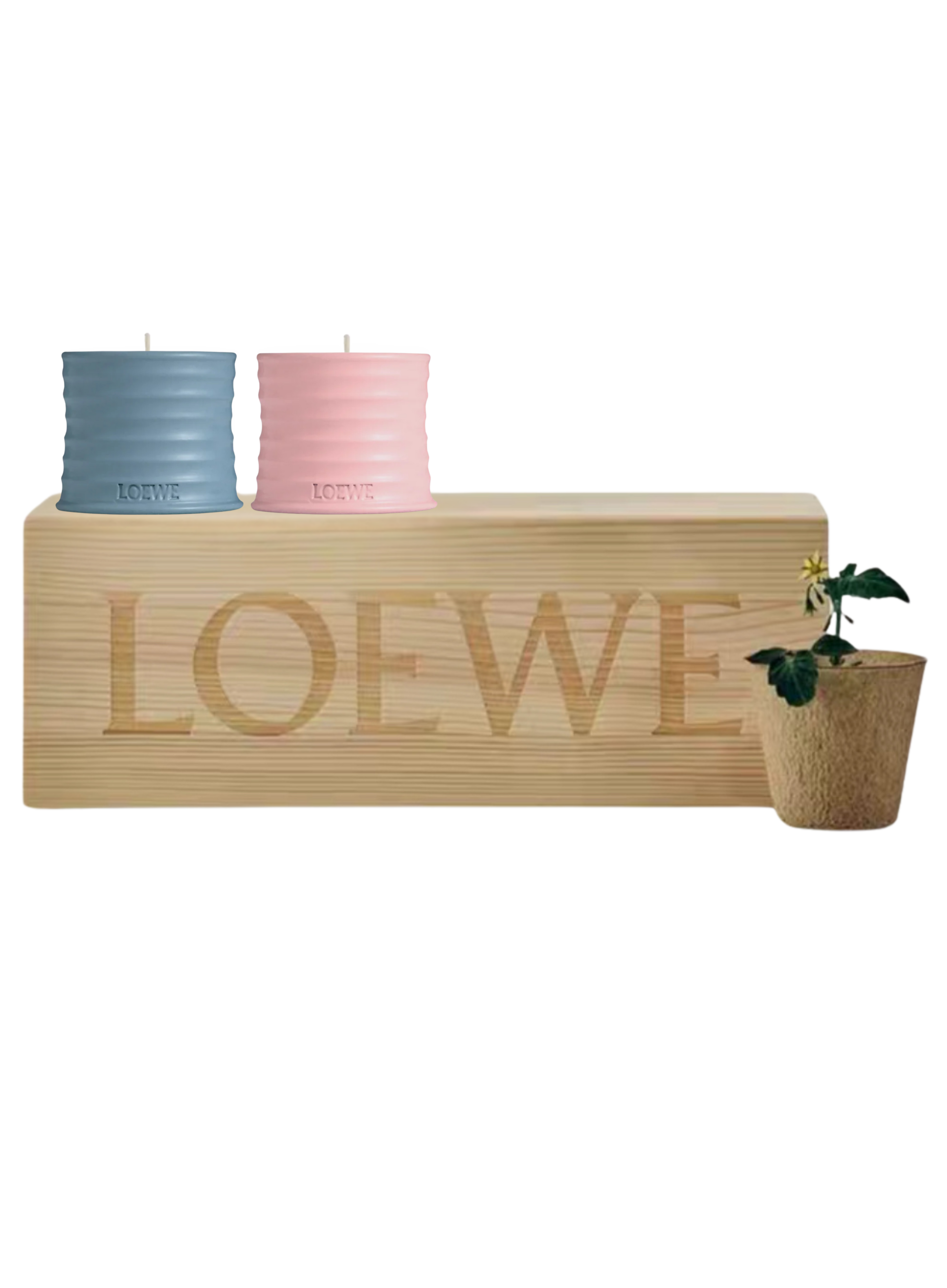 Loewe-ს სუროსა და კვიპაროსის ბურთულები სანთელი/ხის ყუთი/მინი ქოთანი თესლით