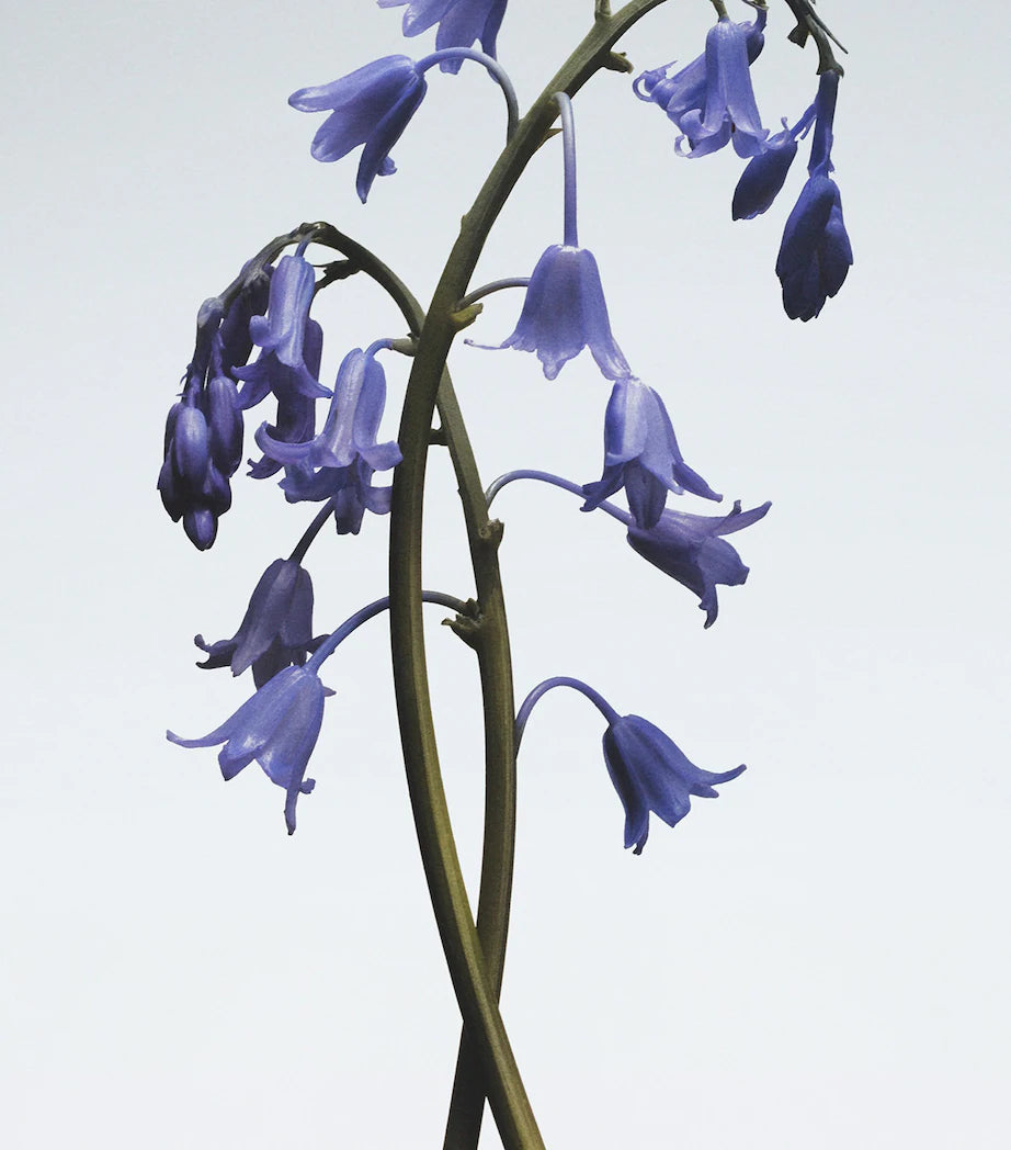 JO MALONE LONDON Wild Bluebell Gift Trio