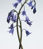 JO MALONE LONDON Wild Bluebell Gift Trio
