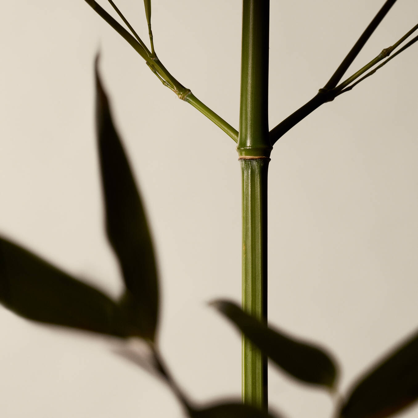 Aesop Geranium Leaf Body Scrub 180ML