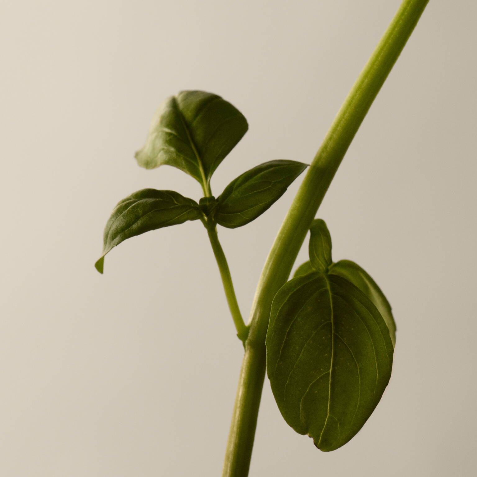 Aesop Tacit Eau de Parfum 50ML