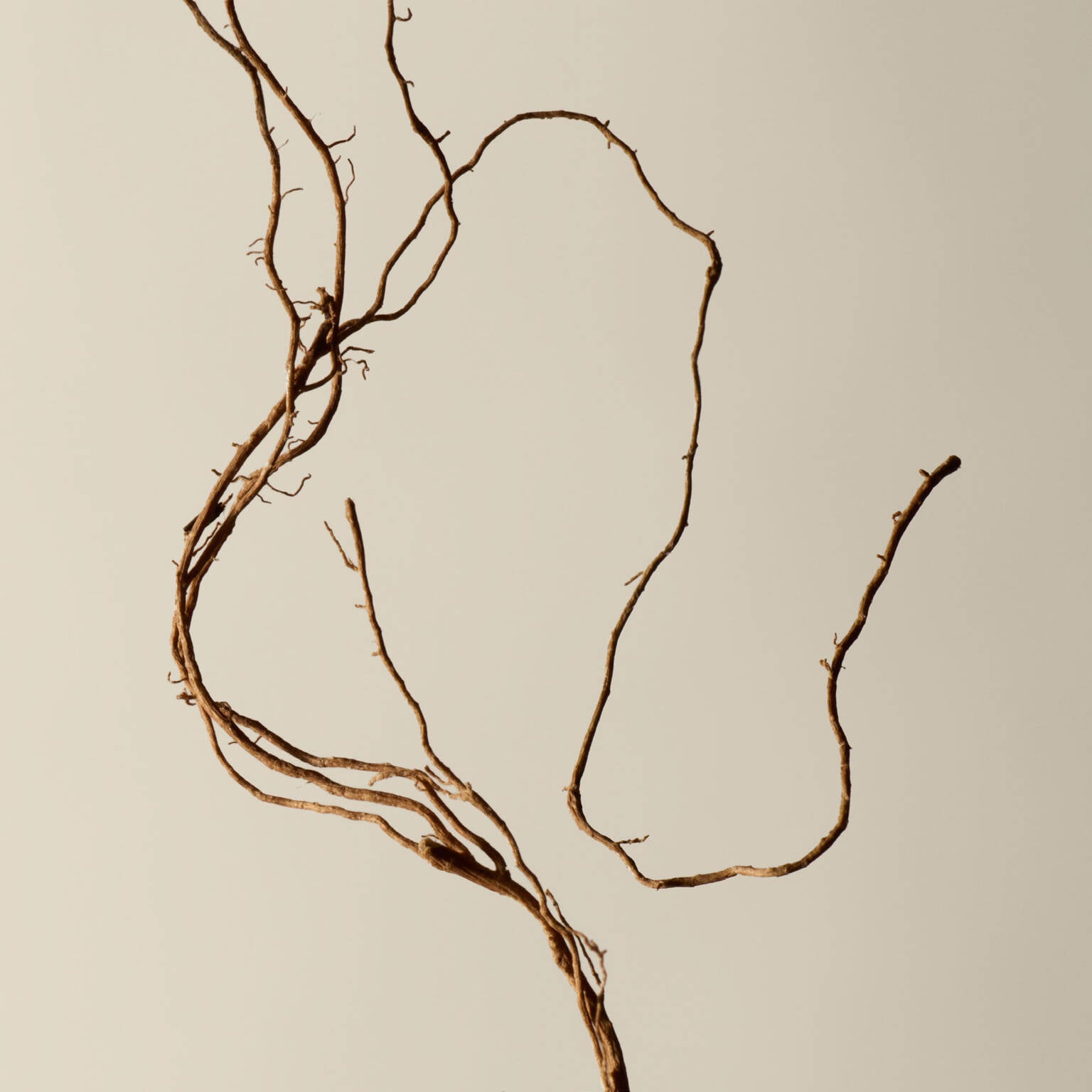 Aesop Tacit Eau de Parfum 50ML