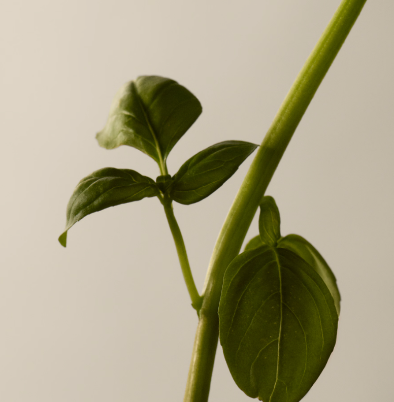 Aesop Tacit Eau de Parfum And Geranium Leaf Body Balm Set Duo