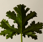 AĒSOP Tacit Eau de Parfum And Geranium Leaf Body Balm Set Duo