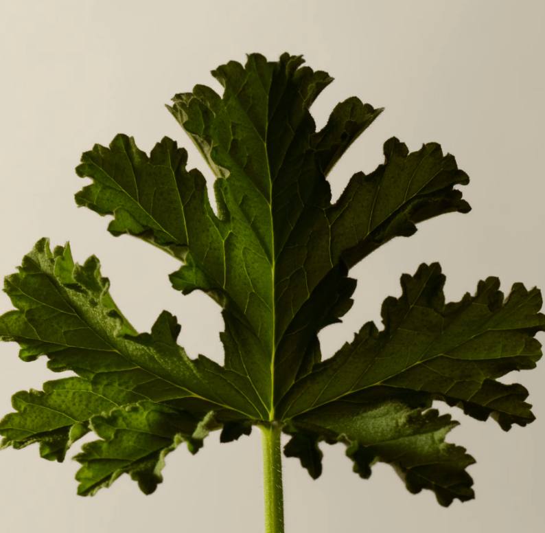 Aesop Tacit Eau de Parfum And Geranium Leaf Body Balm Set Duo