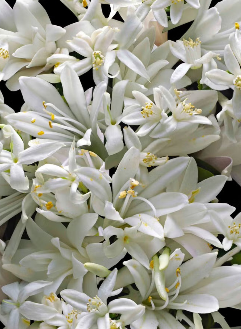 White jasmine, orange blossom, and tuberose flowers capturing the elegant floral inspiration behind KILIAN Good Girl Gone Bad Eau de Parfum