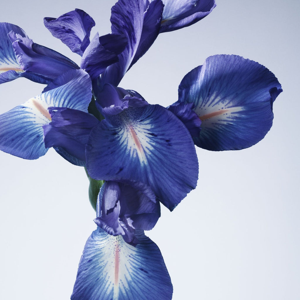 ARMANI/PRIVE IRIS BLEU 50ML Limited Edition Gift Box
