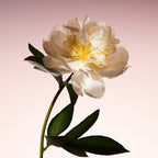 ARMANI/PRIVÉ PIVOINE SUZHOU 100ML Limited Edition Gift Box