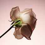 ARMANI/PRIVÉ PIVOINE SUZHOU 100ML Limited Edition Gift Box