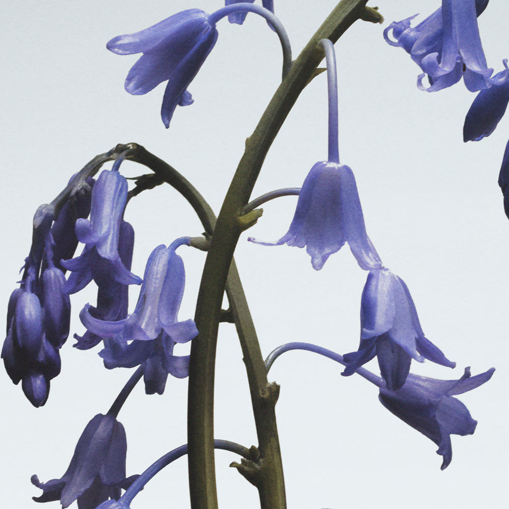 JO MALONE LONDON ლიმიტირებული გამოშვების ხელის კრემი Wild Bluebell 30 მლ 